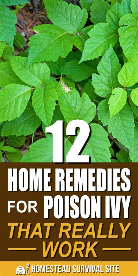 poison ivy home remedies