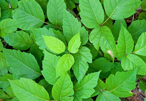 poison ivy plant