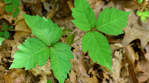 poison oak final thoughts