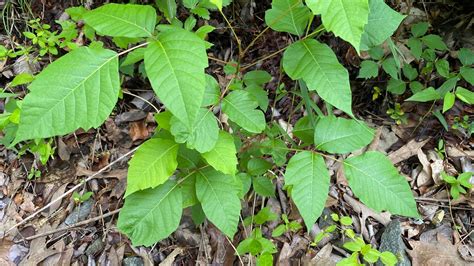 poison oak and ivy