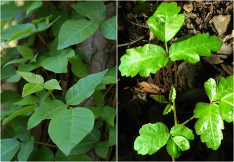 poison oak and poison ivy