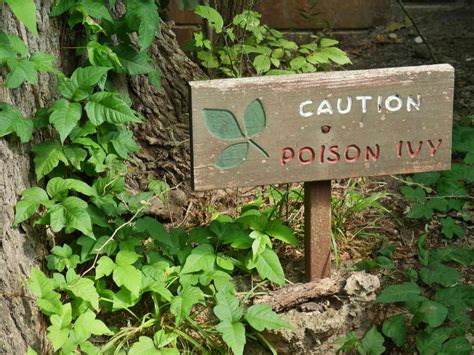poison oak prevention