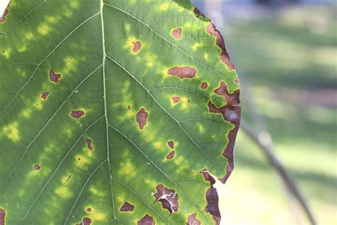 Potassium Deficiency