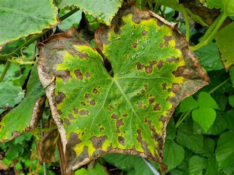 Potassium deficiency