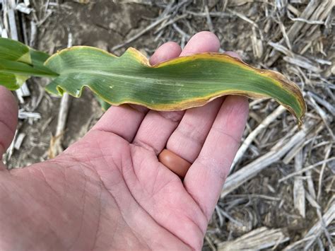 potassium deficiency