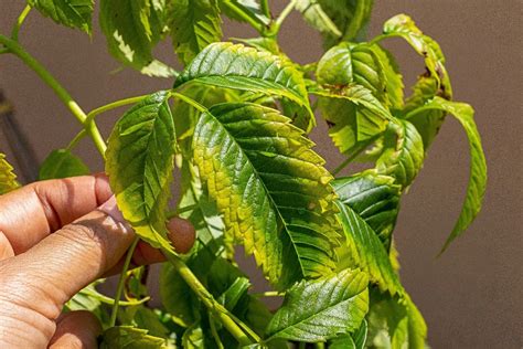 potassium deficiency