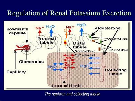 Potassium excretion illustration