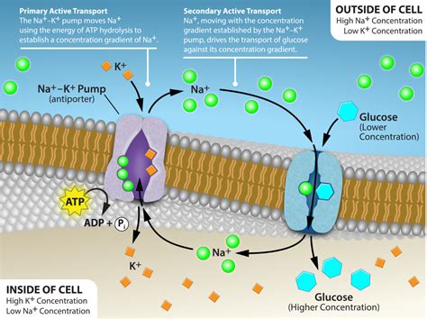 potassium in milk working mechanisms