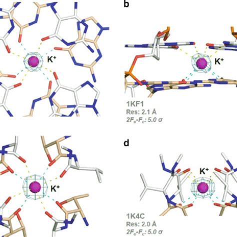 potassium interactions