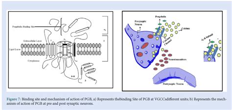 Pregabalin Mechanism of Action