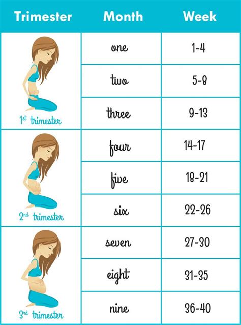 pregnancy calculation