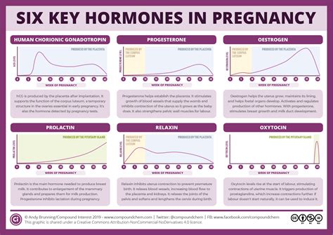 pregnancy hormones