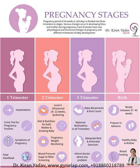 Pregnancy Overview