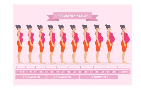 pregnancy stages and due date