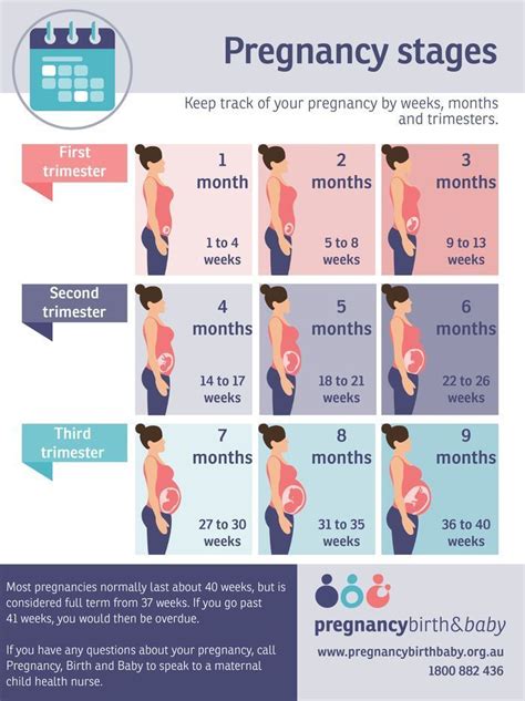 Pregnancy Stages Third Trimester