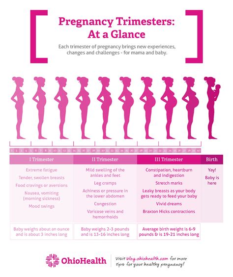 pregnancy trimesters overview
