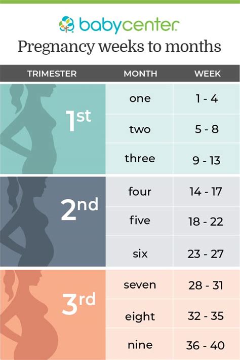 pregnancy trimesters by week