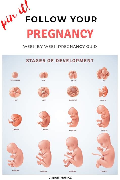 Pregnancy Weeks