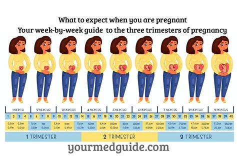 Pregnancy Weeks Guide