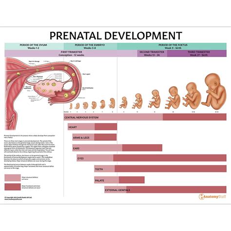 prenatal care and fetal development