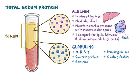 Prevention and Maintenance of Normal Total Protein Levels