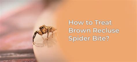 Prevention of Brown Recluse Spider Bites