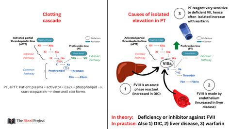 Prevention Strategies for High Prothrombin Time