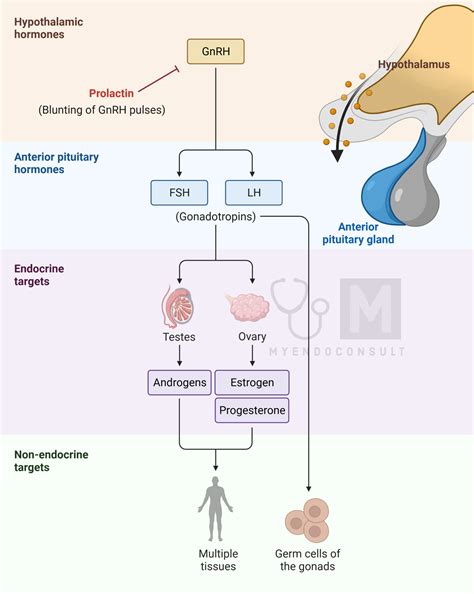 Prolactin Hormone