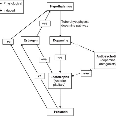 Prolactin and Bone Health