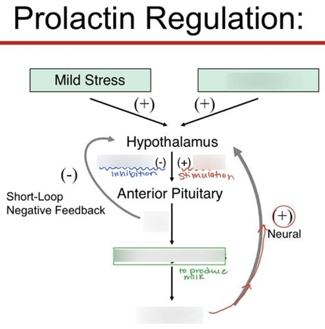 Prolactin Future Perspectives