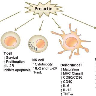 Prolactin and Immune Function
