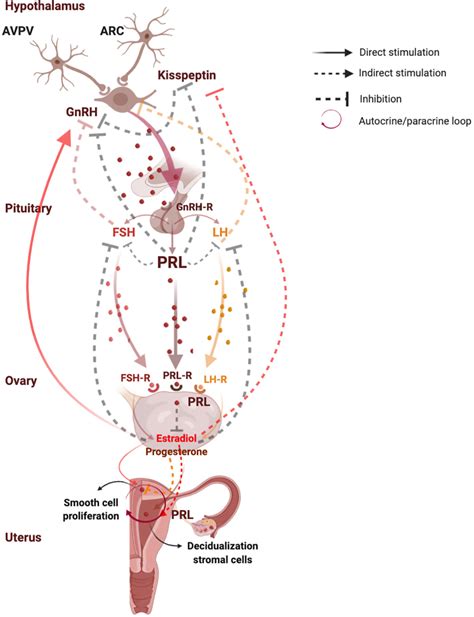 Prolactin and Reproductive Health