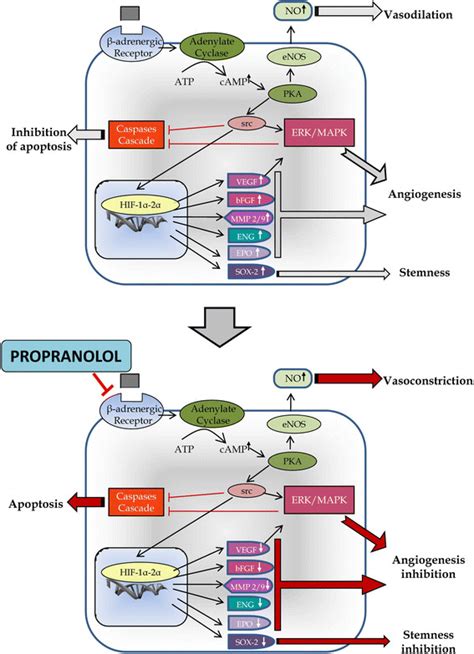 Propranolol mechanism