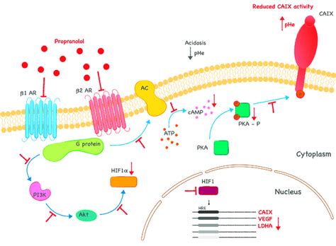 propranolol mechanism