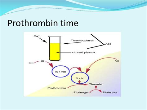 Prothrombin Time Mechanism