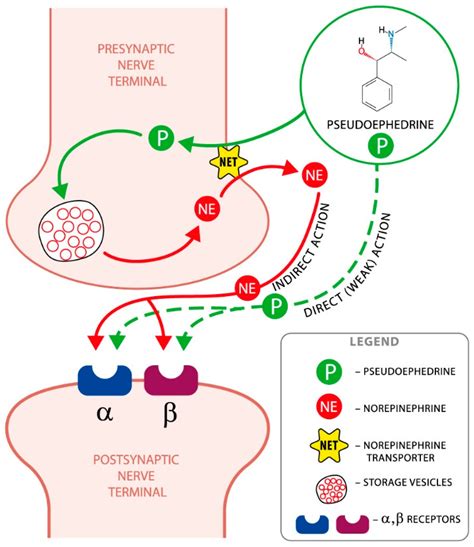 Pseudoephedrine Mechanism of Action