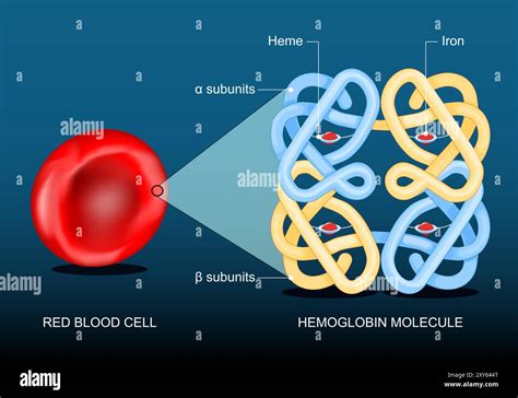rbc hemoglobin