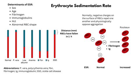 RBC Sedimentation Rate Test