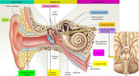 Recovery and Aftercare for Myringotomy Ear Tube Surgery