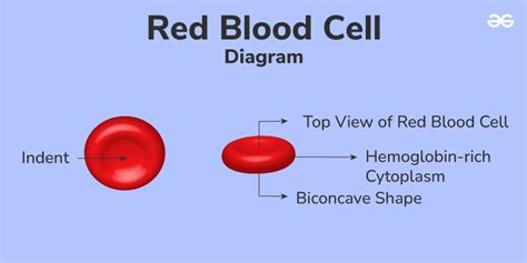 red blood cell