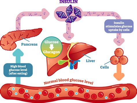 regulating blood sugar levels