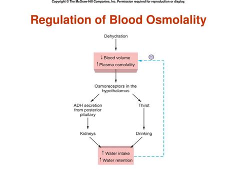 Regulation of Osmolarity
