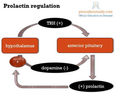 Regulation of Prolactin Levels
