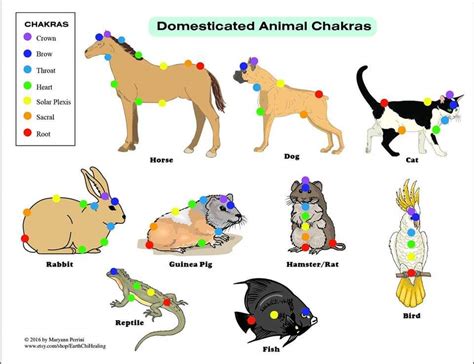 Reiki Animals