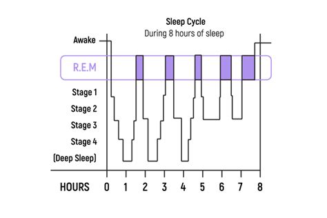 REM sleep and brain development
