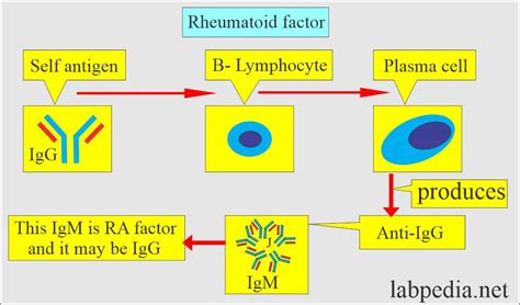 Rheumatoid Factor