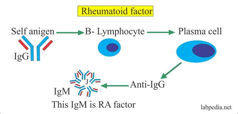 Rheumatoid Factor Basics