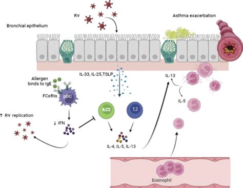 Rhinovirus and Asthma