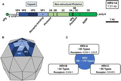 Future perspectives on rhinoviruses