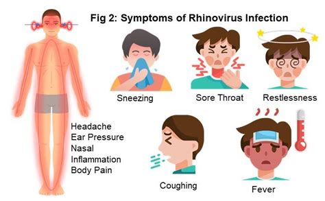 Rhinovirus infection mechanism